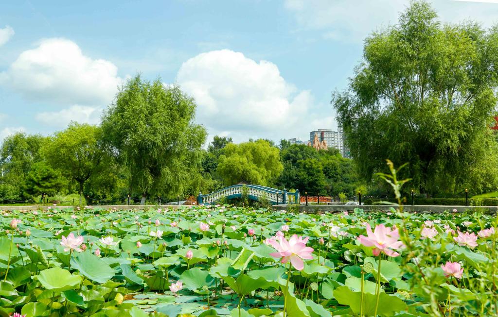 校园风景