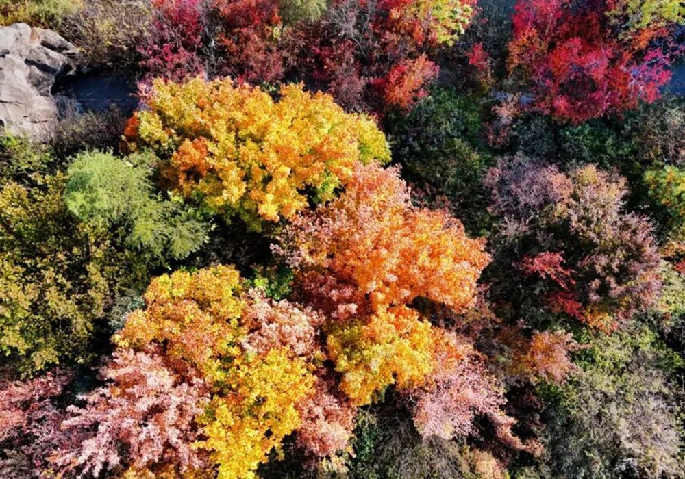 咔嚓，拍秋景，赢相机！秋日收藏家线上摄影展等你来秀